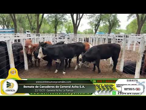 22-10-25 - Remate de Ganaderos de General Acha S.A. - General Acha,La Pampa