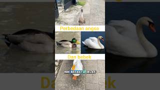 Download lagu Difference between goose and duck 🪿 🦆 #shorts mp3 Download lagu Difference between goose and duck 🪿 🦆 #shorts mp3
