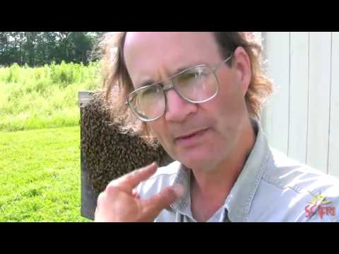 Pipers & Buzz Runners