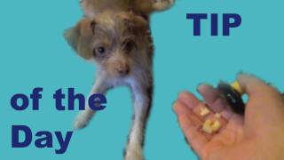 Impulse Control Game for Dog Trainers — Clicker Training