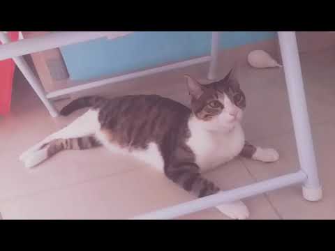 #elsagatuber y los retos