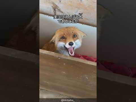 アカギツネまたは普通のキツネ