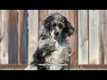 Meet Stitch AKC Merle Moyen Poodle Stud Prospect