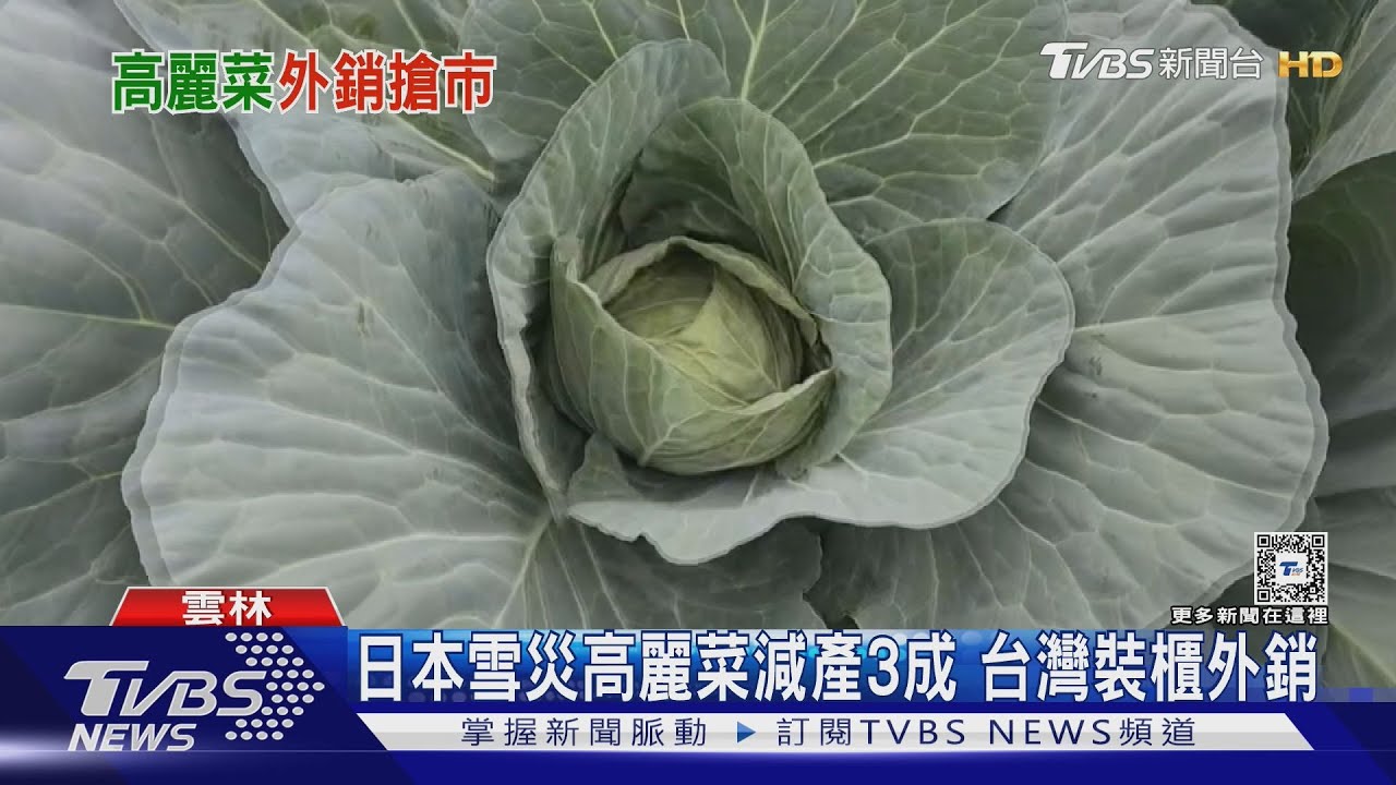 日本雪災高麗菜減產3成!台灣裝櫃外銷