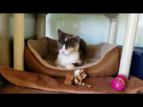Lacey, an adopted Calico in Marshfield, WI_image-1
