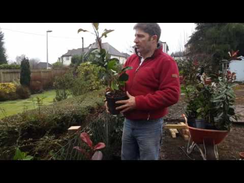 download lagu mp3 mp4 Photinia Hedge Planting Distance, download lagu Photinia Hedge Planting Distance gratis, unduh video klip Photinia Hedge Planting Distance