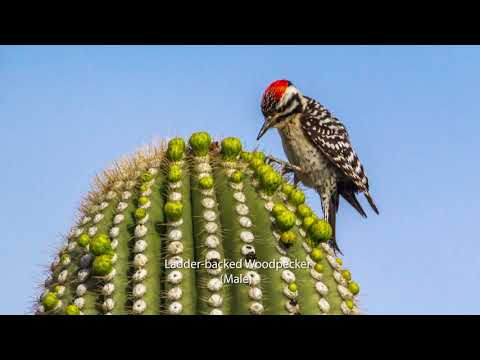 Bask in the Beauty of Arizona’s Birds