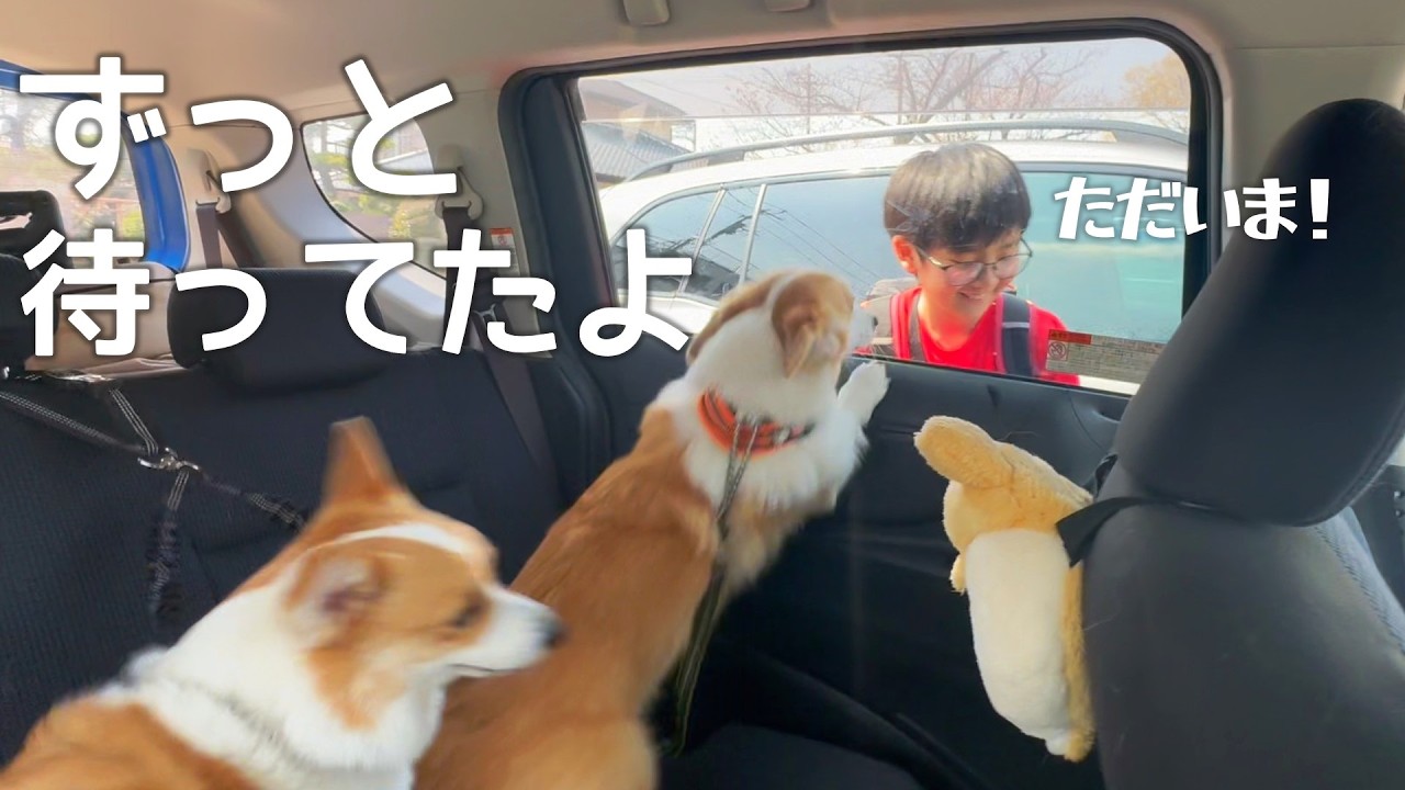 大好きな息子の送迎に同行したコーギー達の…尊すぎる瞬間🥹