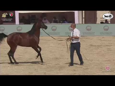 N 122 AZHAR AL ZOBAIR   Al Dhafrah Arabian Horse Championship 2021   Fillies 2 Years Old Class 2C