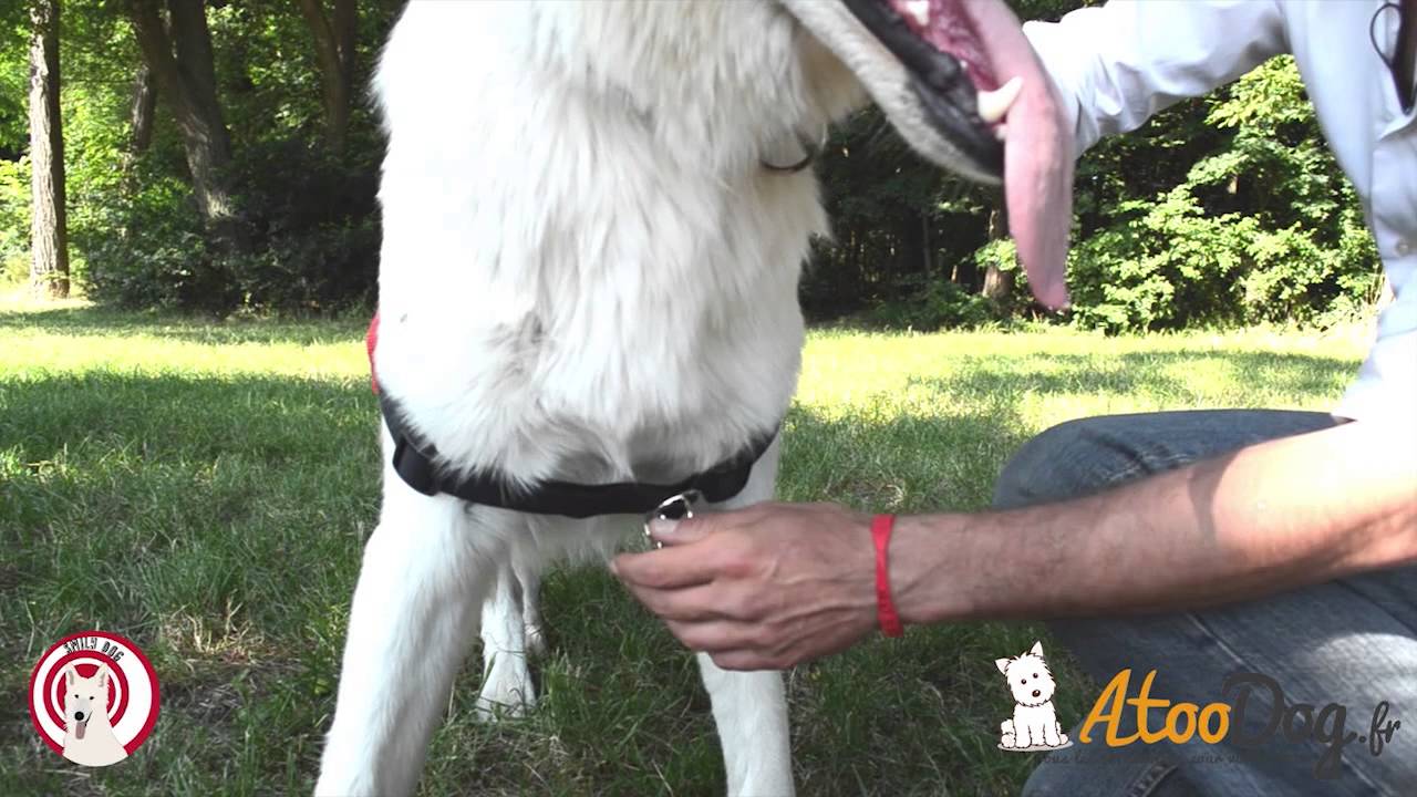 Harnais Halti chien qui tire