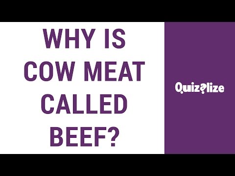 Why is cow meat called beef?