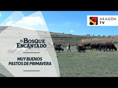 Muy buenos pastos de primavera | PINAR DE PINO MORO EN VALDELINARES