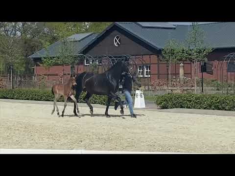 VERKAUFT! Stutfohlen von Escamillo aus der PSI Stute Wajomi (Welt Hit VI x Donnerschwee)