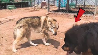 Can a Tibetan Mastiff take down a wolf!!!