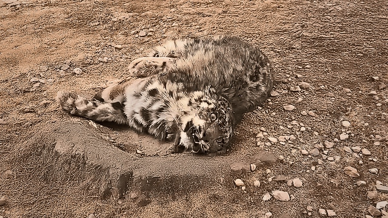The snow leopard cub tragically fell from a height, was near death—but love gave him a second life.