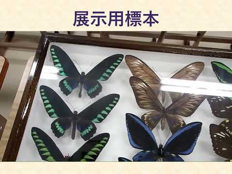 公共経営学科 大阪公立大学 農学部・農学研究科 昆虫標本室の紹介