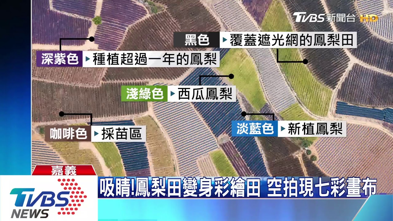 吸睛!鳳梨田變身彩繪田 空拍現七彩畫布