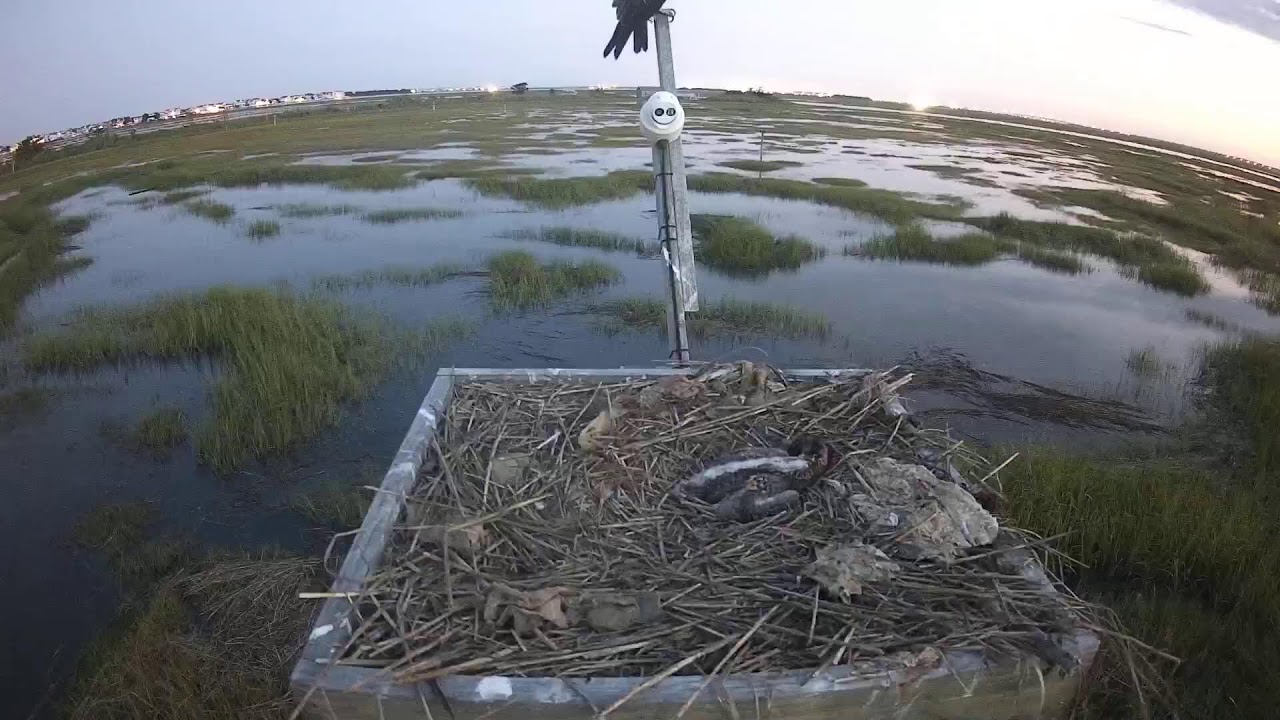 Live webcam view of Osprey Nest at The Wetlands Institute