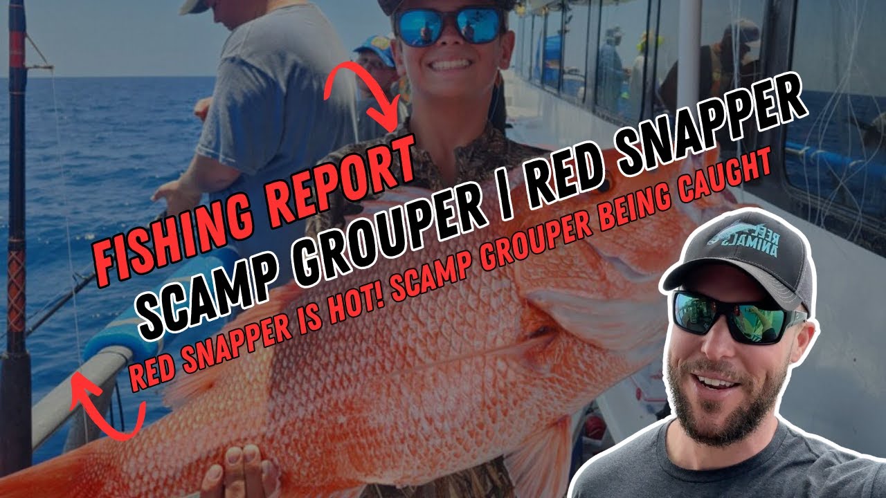 Fishing Report 7-12-2024 | RED SNAPPER AND SCAMP GROUPER | Hubbard's Marina