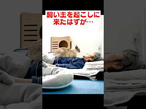 飼い主を起こしに来たのに、一緒に二度寝しちゃう猫