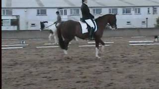 preview picture of video 'Dessage. Irish Sport Horse.'