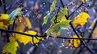 Nancy LaMott - Autumn leaves / When october Goes