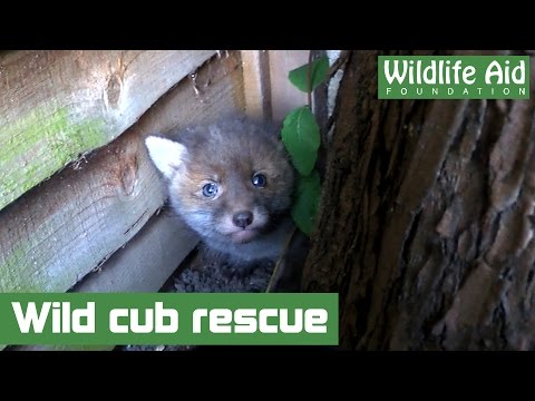 Lost fox cub brought back home