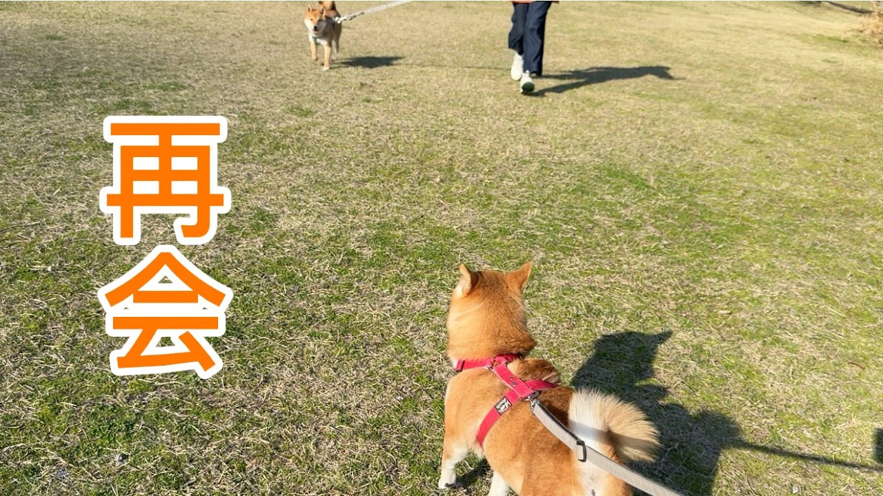 離れてしまったお友達ともう一度つながった日