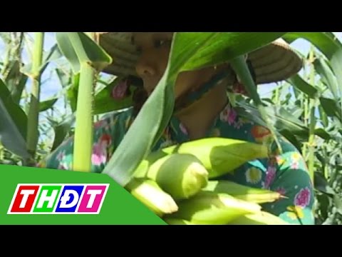 , title : 'Liên kết trồng bắp ngọt - Hướng đi ổn định cho nông dân | THDT'