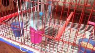 Periquito australiano Tim (Budgie bird)