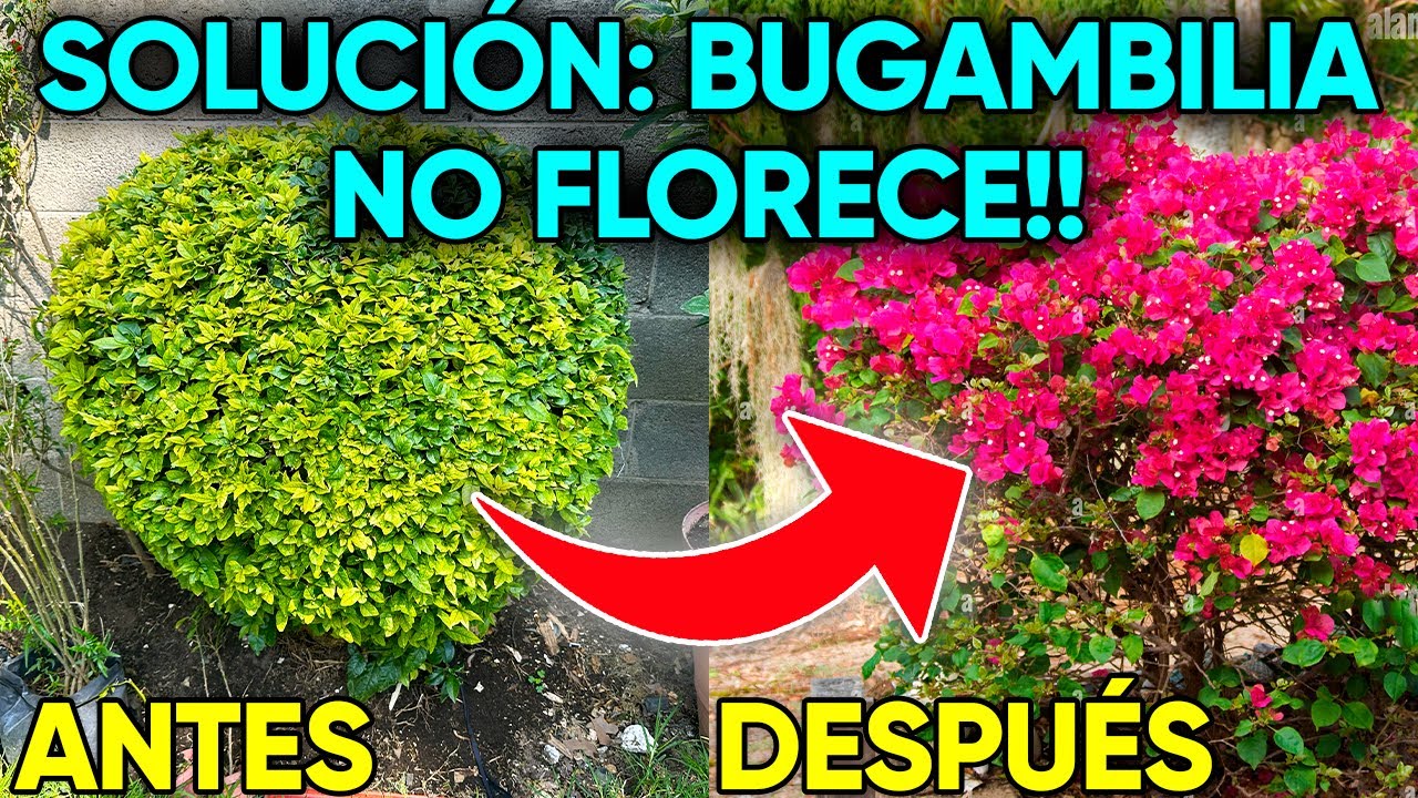 5 Razones por las que tu Bugambilia no florece