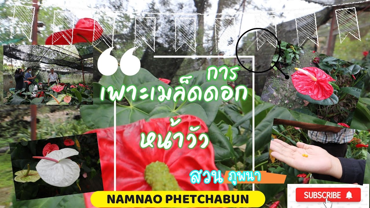 Suan Phu Phana