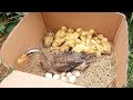 Amazing Pekin 25New Duckling Hatching From Eggs / New Baby Duck after Born