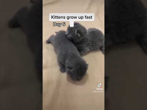 Kittens grow up fast Day 6