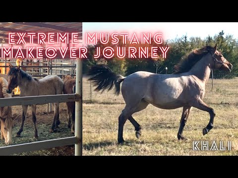 Extreme Mustang Makeover Journey | Khali