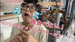 餌付いてくれない子をお迎えしてしまった時はどうする？強制給餌と改善方法について！