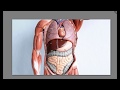 HUMAN ORGANS AND FUNCTIONS Tamil