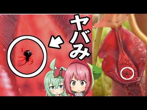 クモの植物 植物