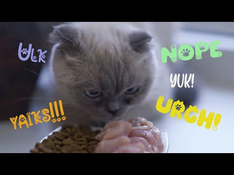 How to Fix Your Cat’s Picky Eating Habits (Vet Approved!)