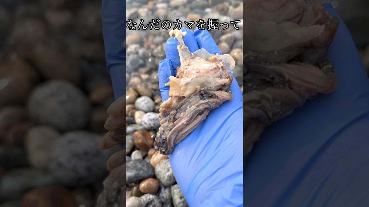 魚（なんだ）を握って水中に手を入れた結果www #shorts