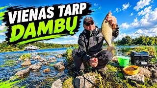 Žūklė Tarp Dambų