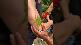 Download lagu This Leaf Changes Skin #shorts mp3