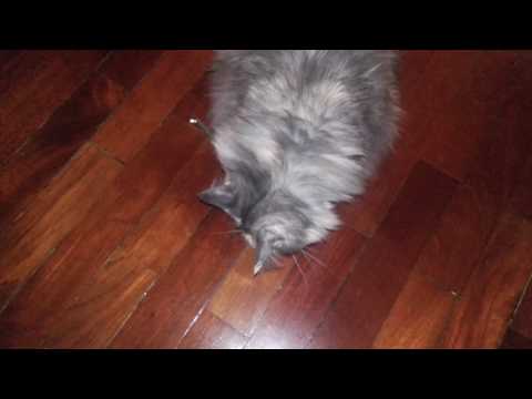 Iza the Norwegian Forest Cat plays with a straw