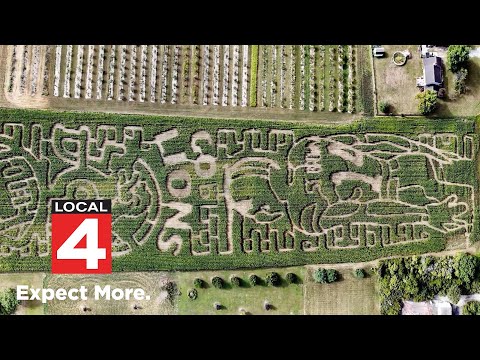Amon-Ra St. Brown's iconic headstand immortalized in 3-mile corn maze - YouTube