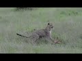 Incredible footage of leopard behaviour during impala kill - Sabi Sand Game Reserve, South Africa