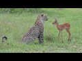 Incredible footage of leopard behaviour during impala kill - Sabi Sand Game Reserve, South Africa