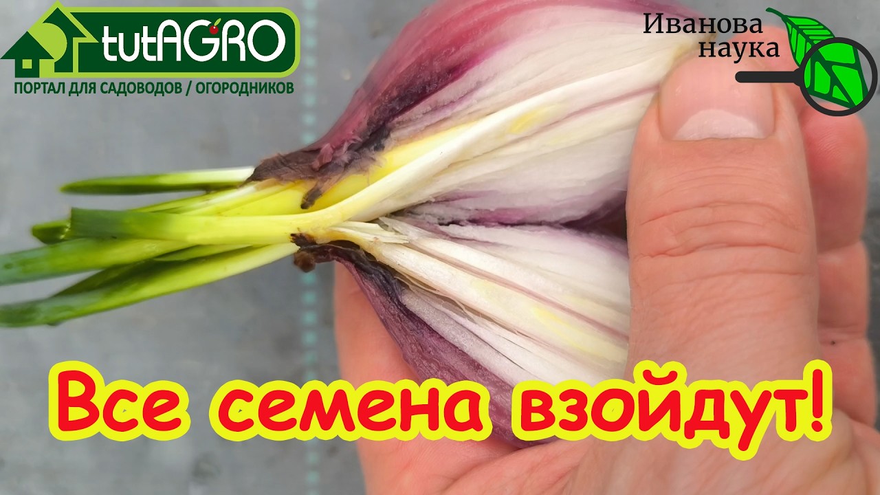 3 МОЩНЕЙШИХ ДОМАШНИХ СТИМУЛЯТОРА роста, с которым растения растут на глазах! 