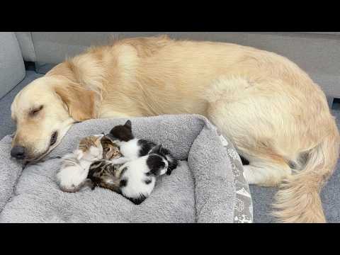 YouTube 썸네일