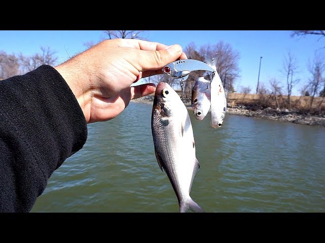 I Found the MOTHER LODE!!! --Early Spring Bass Fishing