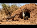Snake Vs Mongoose Epic Fight For Survival Wild Attack Discovery